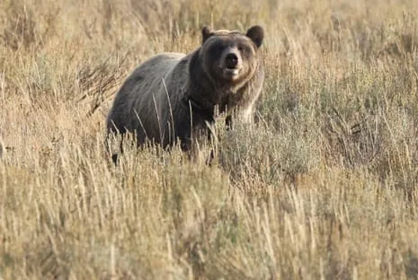 Hiker Assaulted by Wild Animal in National Park Flown to Trauma Center