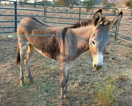 Wild Ass Healing Following Latest Arrow Attack on Free-Roaming Asses in the Golden State